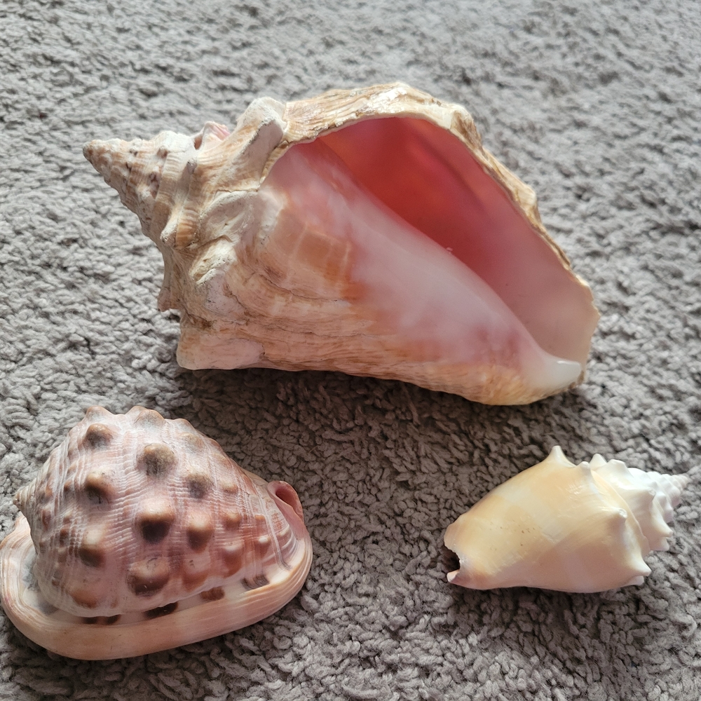 Conch Queen Large Sea Shell- 2 Smaller